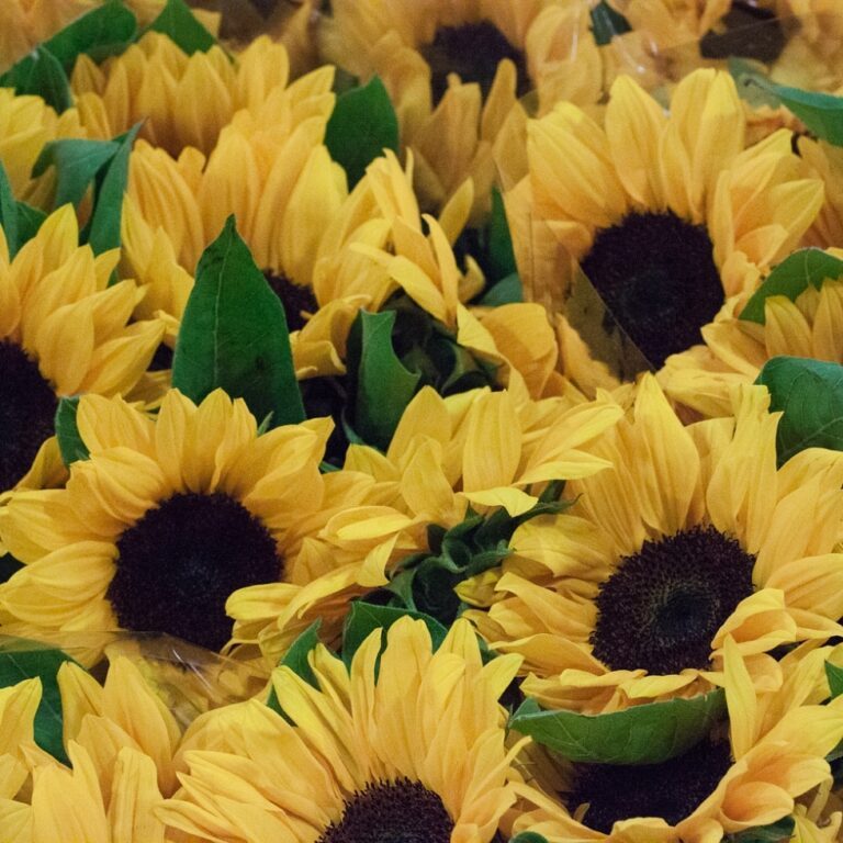 Sunflowers-768x768